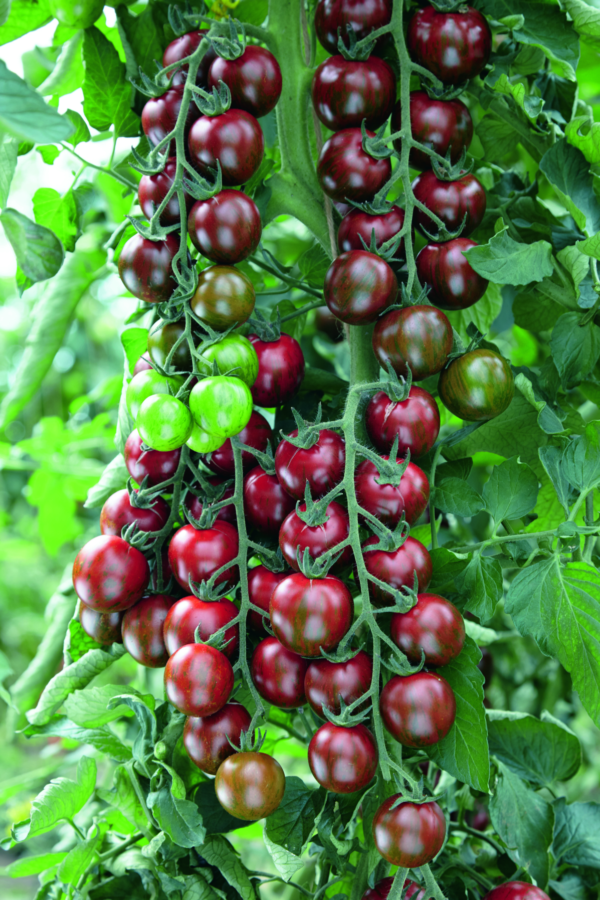 Black Cherry
