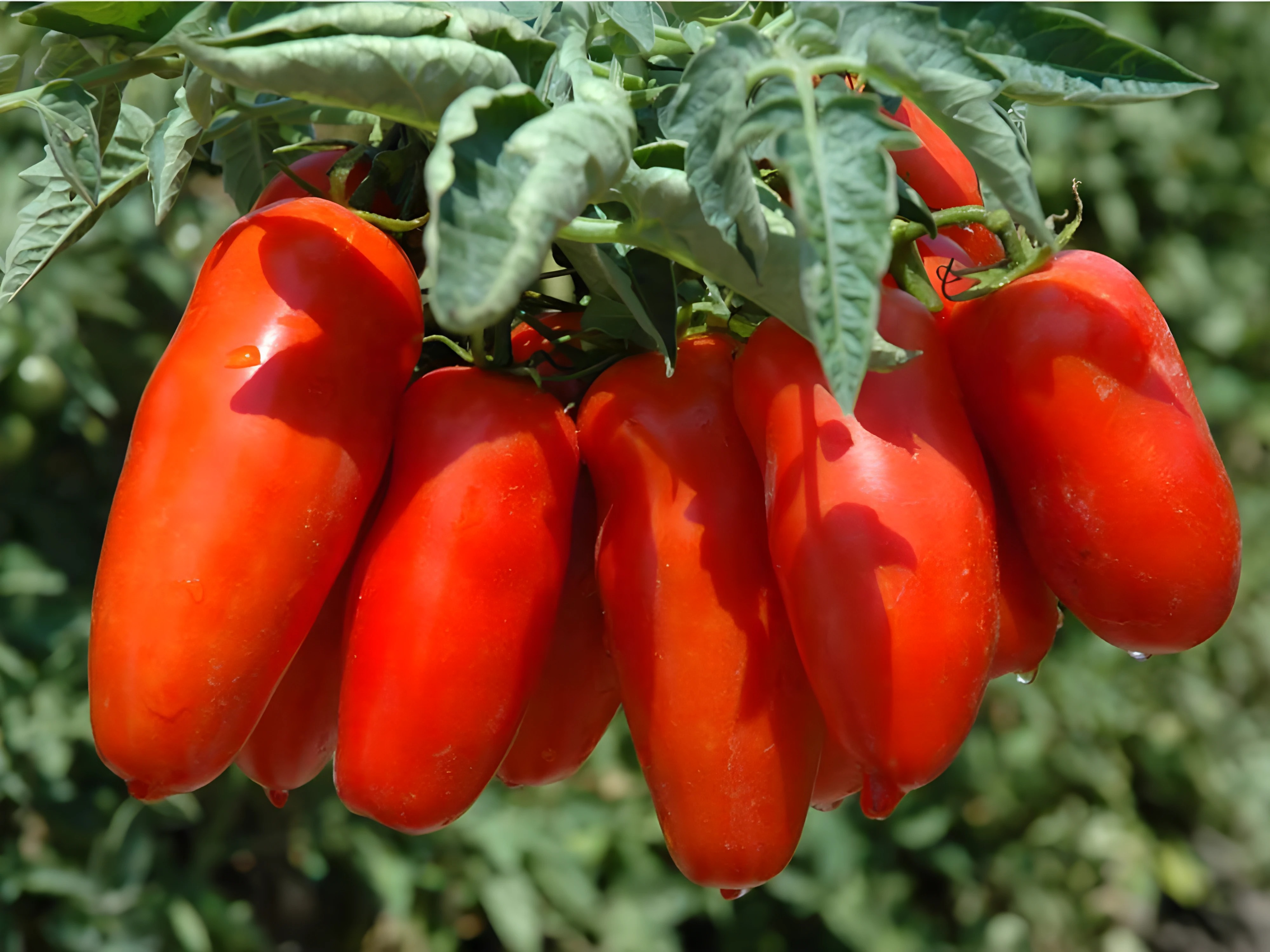 San Marzano