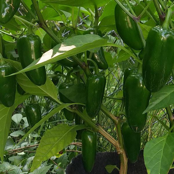 Jalapeno