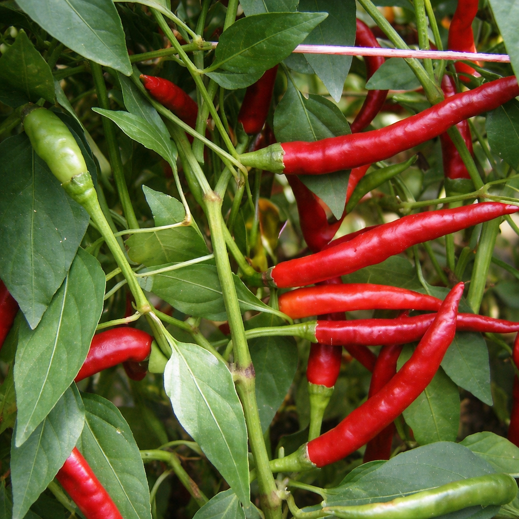 Chili Damian