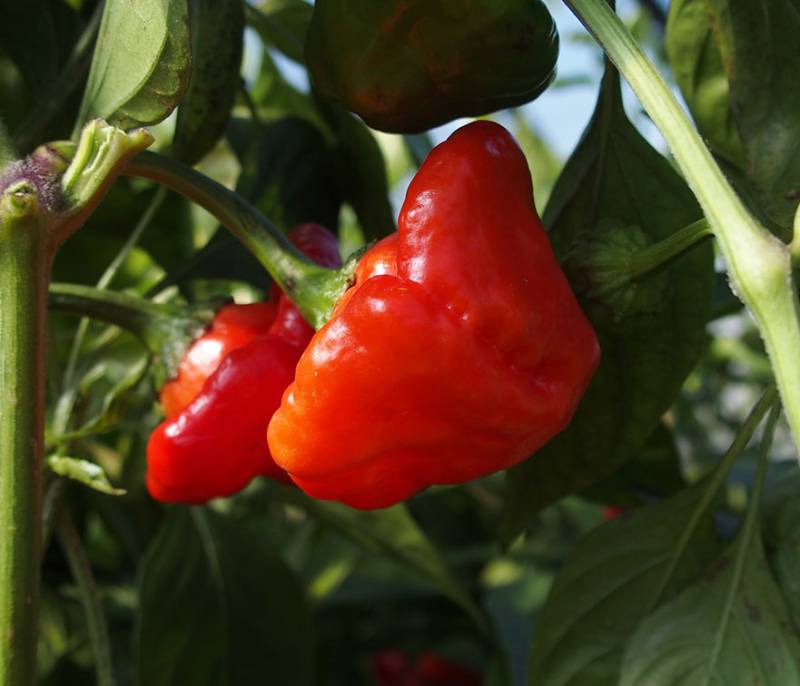 Chili Rosso