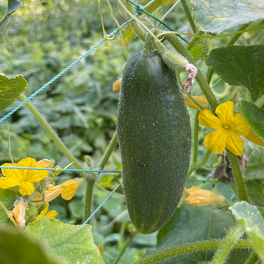 Csemege Uborka